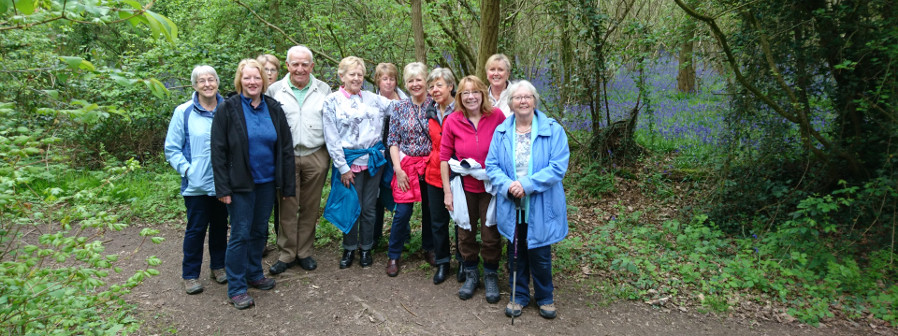 A morning walk through the bluebells